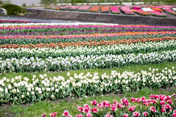 Selective focus of colorful tulips field with green grass — Stock Photo