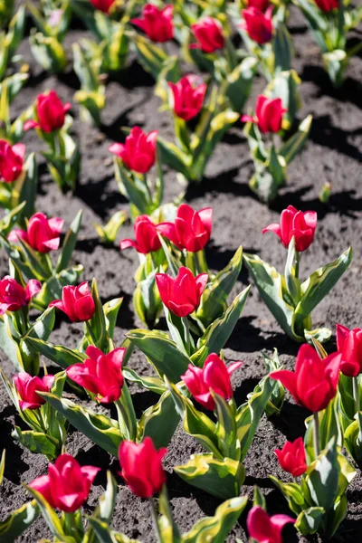 Selective focus of beautiful red tulips with green leaves on ground — Stock Photo