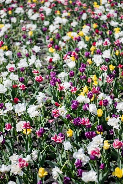 Beautiful colorful tulips field at daytime — Stock Photo