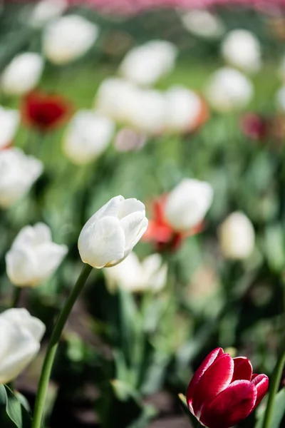 Foco seletivo de belas tulipas vermelhas e brancas com folhas verdes — Fotografia de Stock