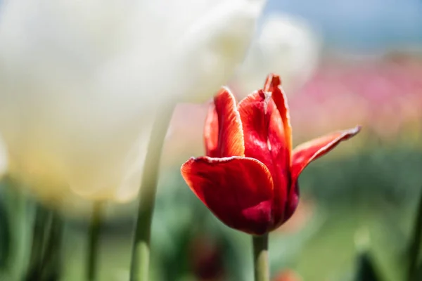 Selective focus of beautiful red tulip in sunlight — Stock Photo