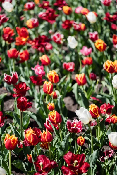 Messa a fuoco selettiva di bei tulipani colorati con foglie verdi alla luce del sole — Foto stock