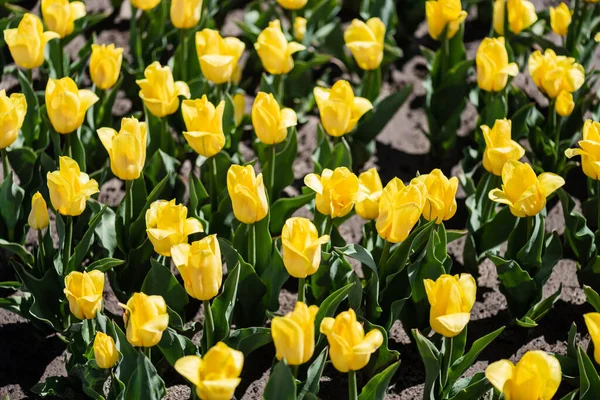 Beautiful yellow tulips with green leaves in sunlight — Stock Photo