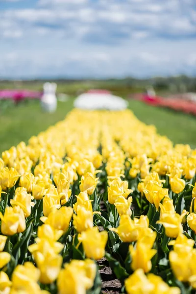 Foyer sélectif de champ de tulipes colorées jaunes — Photo de stock