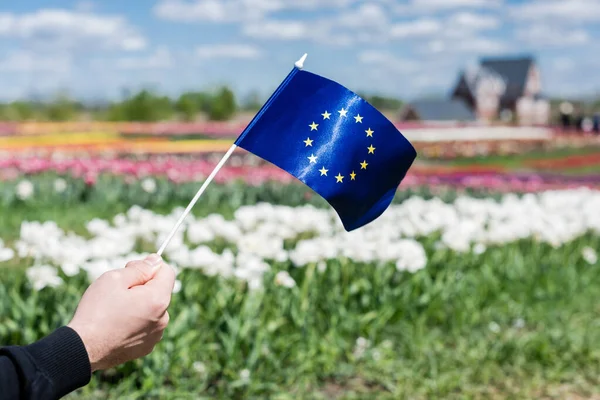 Vista cortada do homem segurando bandeira da Europa perto do campo de tulipas coloridas — Fotografia de Stock