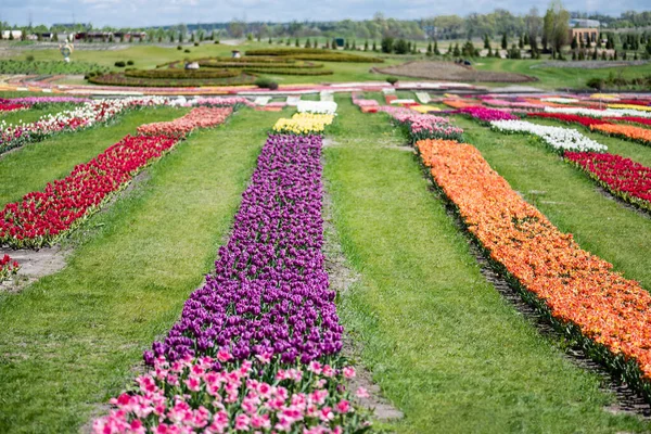 Beau champ de tulipes colorées avec herbe verte — Photo de stock