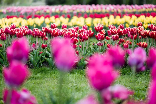 Foco seletivo de belas tulipas coloridas crescendo no campo — Fotografia de Stock