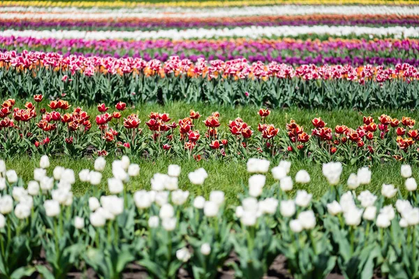 Селективная направленность красивых красочных тюльпанов, растущих в поле — стоковое фото