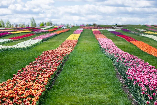 Champ de tulipes colorées avec ciel bleu et nuages — Photo de stock