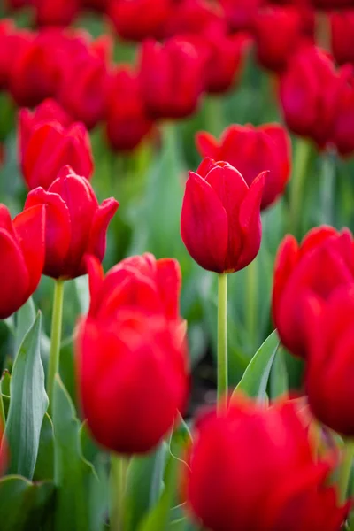 Vista de perto de tulipas vermelhas coloridas com folhas verdes — Fotografia de Stock