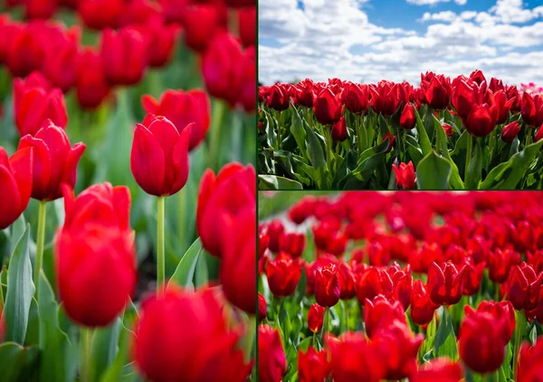 Collage de champs de tulipes rouges colorées avec ciel bleu et nuages — Photo de stock