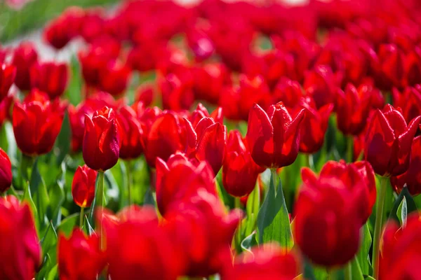 Selektiver Fokus auf bunte rote Tulpen mit grünen Blättern — Stockfoto