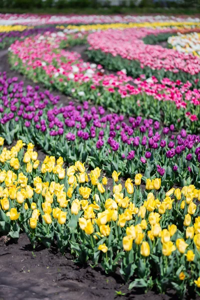 Вибірковий фокус квітучого барвистого поля тюльпанів — стокове фото