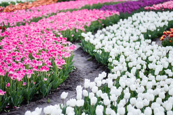 Foco seletivo do campo de tulipas coloridas florescendo — Fotografia de Stock