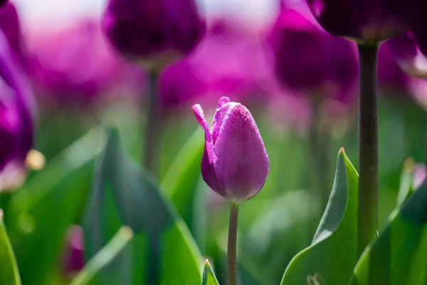 Enfoque selectivo de hermoso tulipán de color púrpura - foto de stock