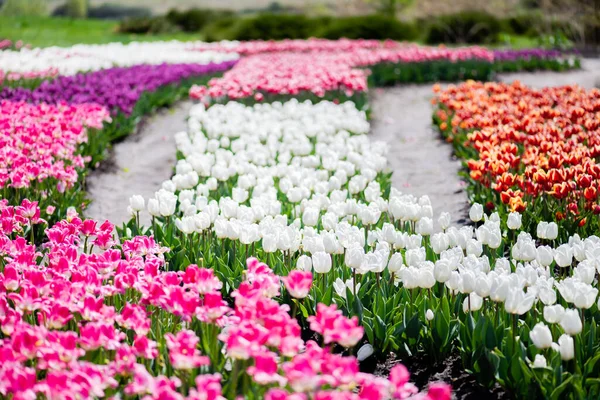 Foco seletivo do campo de tulipas coloridas florescendo — Fotografia de Stock