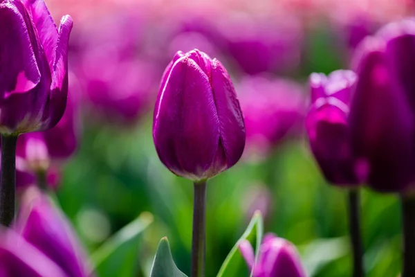 Selektiver Fokus der schönen lila bunten Tulpen — Stockfoto