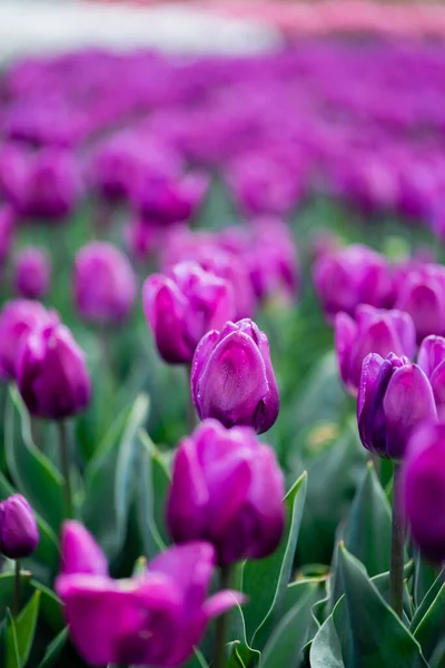 Вибірковий фокус красивих фіолетових різнокольорових тюльпанів — стокове фото