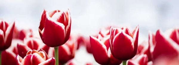 Selective focus of colorful red tulips in field, panoramic shot — Stock Photo