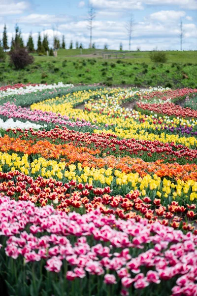 Vue rapprochée du champ de tulipes colorées avec ciel bleu et nuages — Photo de stock