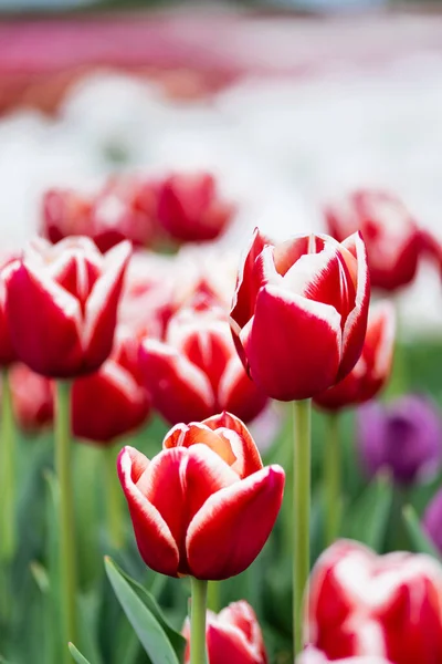 Selektiver Fokus von roten und weißen bunten Tulpenfeldern — Stockfoto