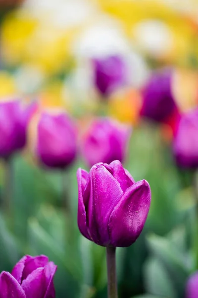 Селективный фокус фиолетовых красочных тюльпанов — стоковое фото