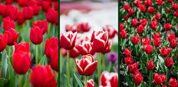 Enfoque selectivo de rojo colorido campo de tulipanes, collage - foto de stock