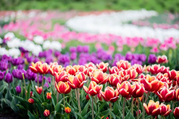 Schöne blühende bunte Tulpen Feld — Stockfoto