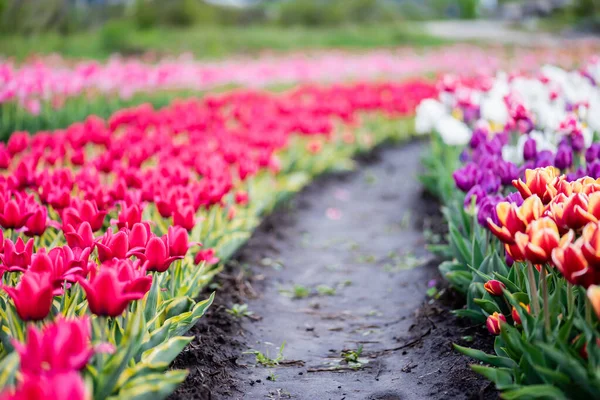 Schöne blühende bunte Tulpen Feld mit Boden — Stockfoto