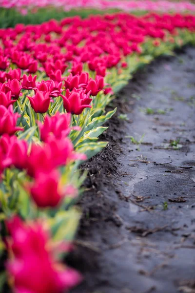 Beau champ de tulipes roses colorées en fleurs avec sol — Photo de stock