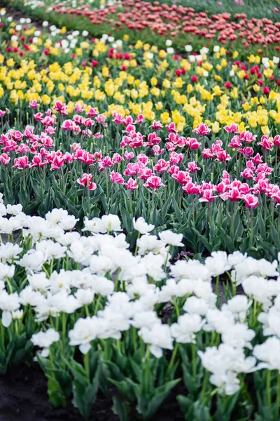 Enfoque selectivo de hermoso campo de tulipanes de colores florecientes - foto de stock