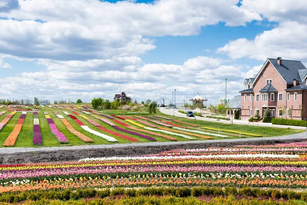 Casa perto de campo tulipas coloridas com céu azul e nuvens — Fotografia de Stock