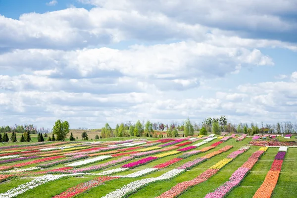 Colorido campo tulipas com céu azul e nuvens — Fotografia de Stock