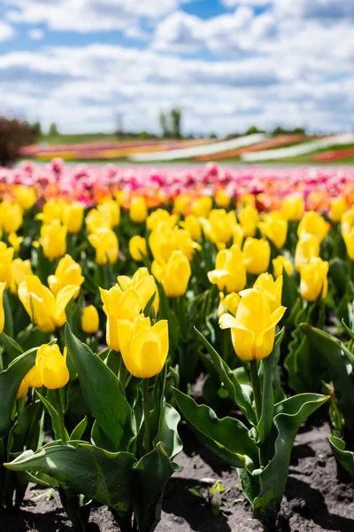 Вибірковий фокус поля з жовтими різнокольоровими тюльпанами — стокове фото