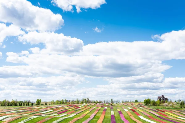 Красочное поле тюльпанов с голубым небом и облаками — стоковое фото