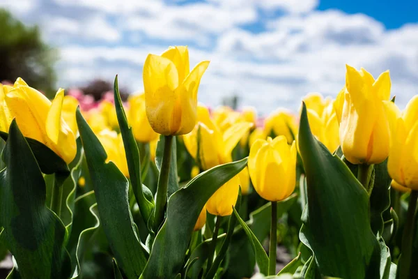 Tulipes jaunes colorées contre le ciel bleu et les nuages — Photo de stock