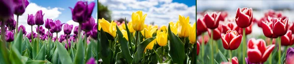 Collage de tulipes rouges, jaunes et violettes colorées contre le ciel bleu et les nuages, prise de vue panoramique — Photo de stock