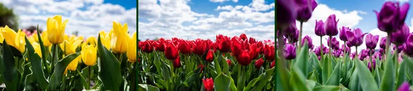 Коллаж из разноцветных красных, желтых и фиолетовых тюльпанов против голубого неба и облаков, панорамный снимок — стоковое фото