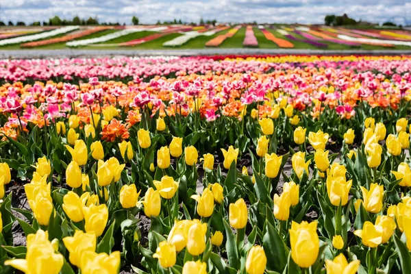 Enfoque selectivo del campo de tulipanes coloridos - foto de stock