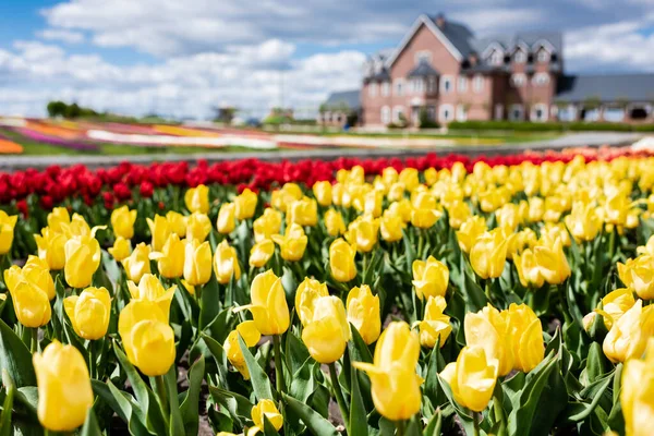 Foco seletivo de campo de tulipas coloridas e casa — Fotografia de Stock