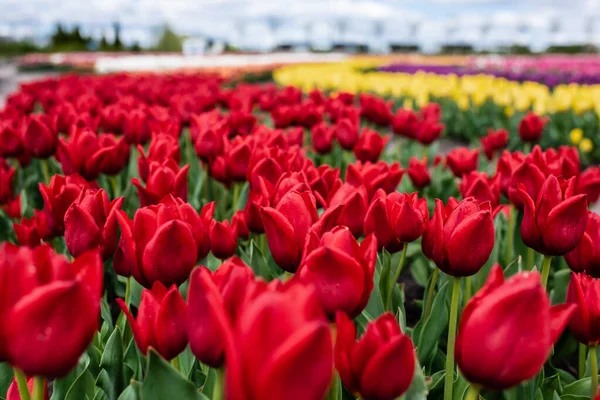 Selektiver Fokus der roten bunten Tulpen, die auf dem Feld wachsen — Stockfoto