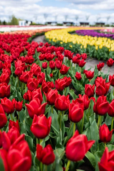 Fuoco selettivo di tulipani colorati che crescono in campo — Foto stock