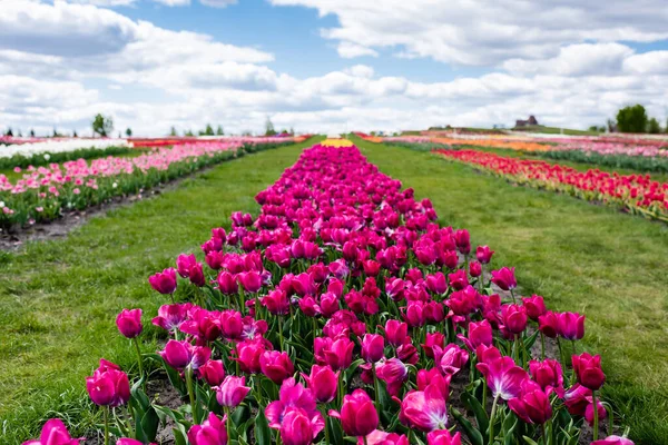 Вибірковий фокус барвистих фіолетових тюльпанів на полі з блакитним небом і хмарами — стокове фото