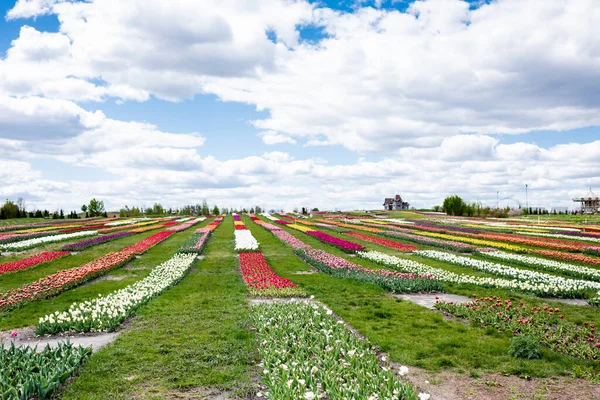 Campo tulipani colorati con cielo blu e nuvole — Foto stock