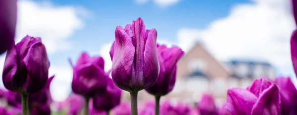 Enfoque selectivo de coloridos tulipanes morados contra el cielo azul y las nubes, plano panorámico - foto de stock