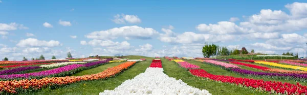 Colorido tulipas campo com céu azul e nuvens, tiro panorâmico — Fotografia de Stock