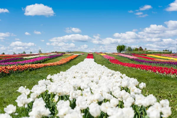 Foyer sélectif de champ de tulipes colorées avec ciel bleu et nuages — Photo de stock