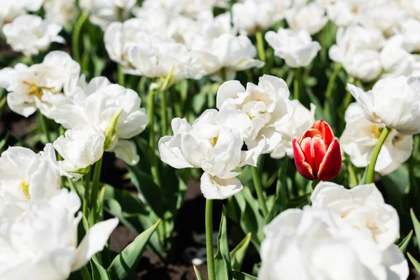 Selektiver Fokus roter und weißer Tulpen, die auf dem Feld wachsen — Stockfoto