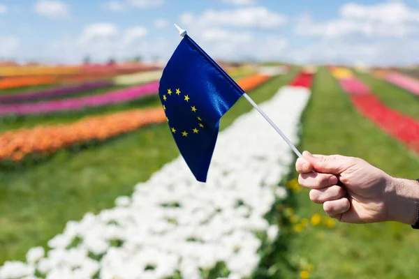 Підозрюваний вид людини, що тримає прапор Європи біля барвистого поля тюльпанів і блакитне небо з хмарами. — стокове фото
