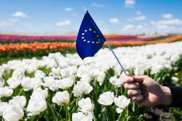 Vue recadrée de l'homme tenant le drapeau de l'Europe près du champ de tulipes colorées et ciel bleu avec des nuages — Photo de stock